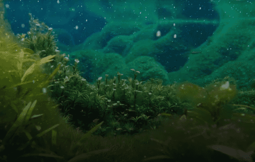 The Green Planet reviewed - earth.fm