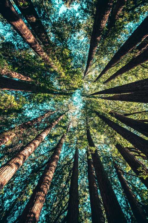 How listening to nature sounds improves health - earth.fm