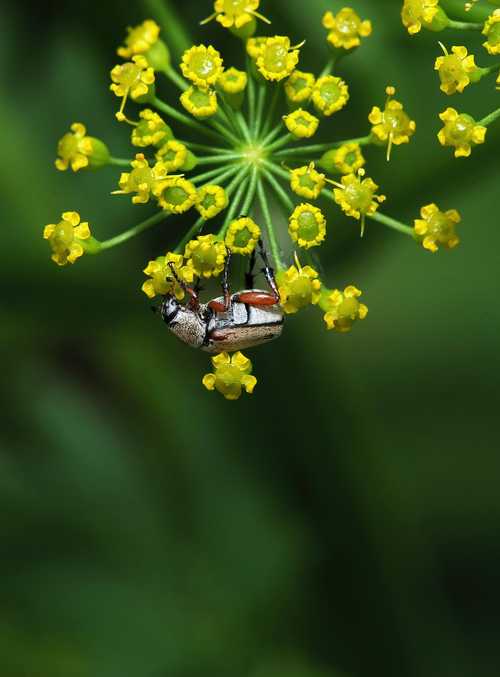 Monitoring biodiversity through sound - earth.fm