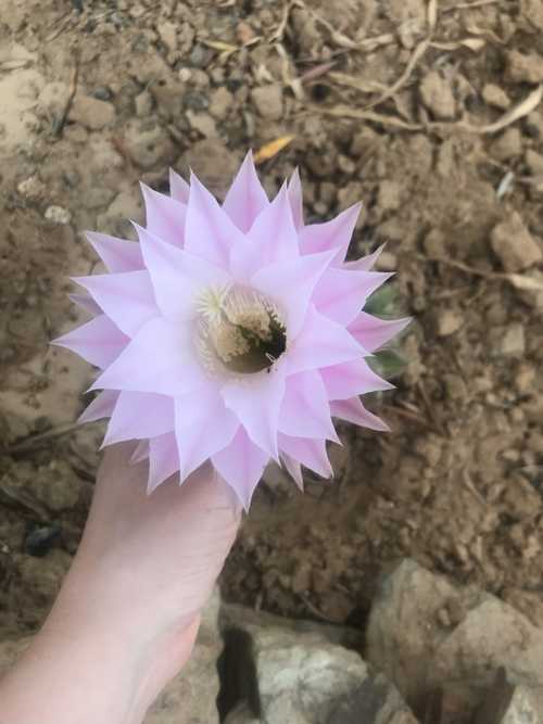 Homeostasis - earth.fm