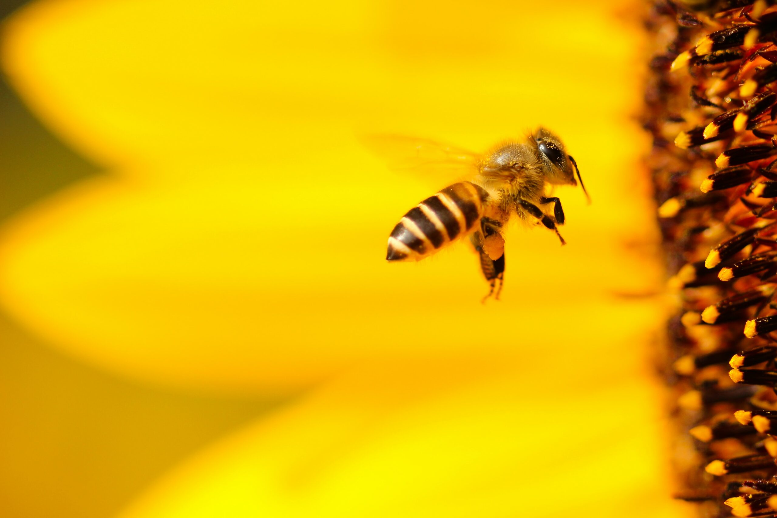 Why Bees Are Important and How You Can Help Them? earth.fm
