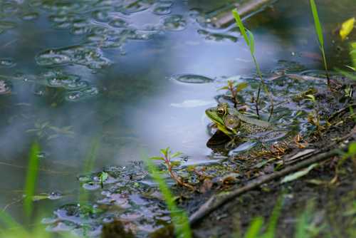 What is bioacoustics? Definition and examples - glossary - earth.fm