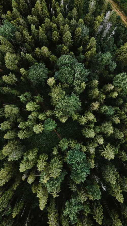 The Treeline: The Last Forest and the Future of Life on Earth - earth.fm