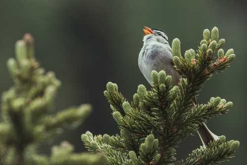 The benefits of birdsong to mental health - earth.fm