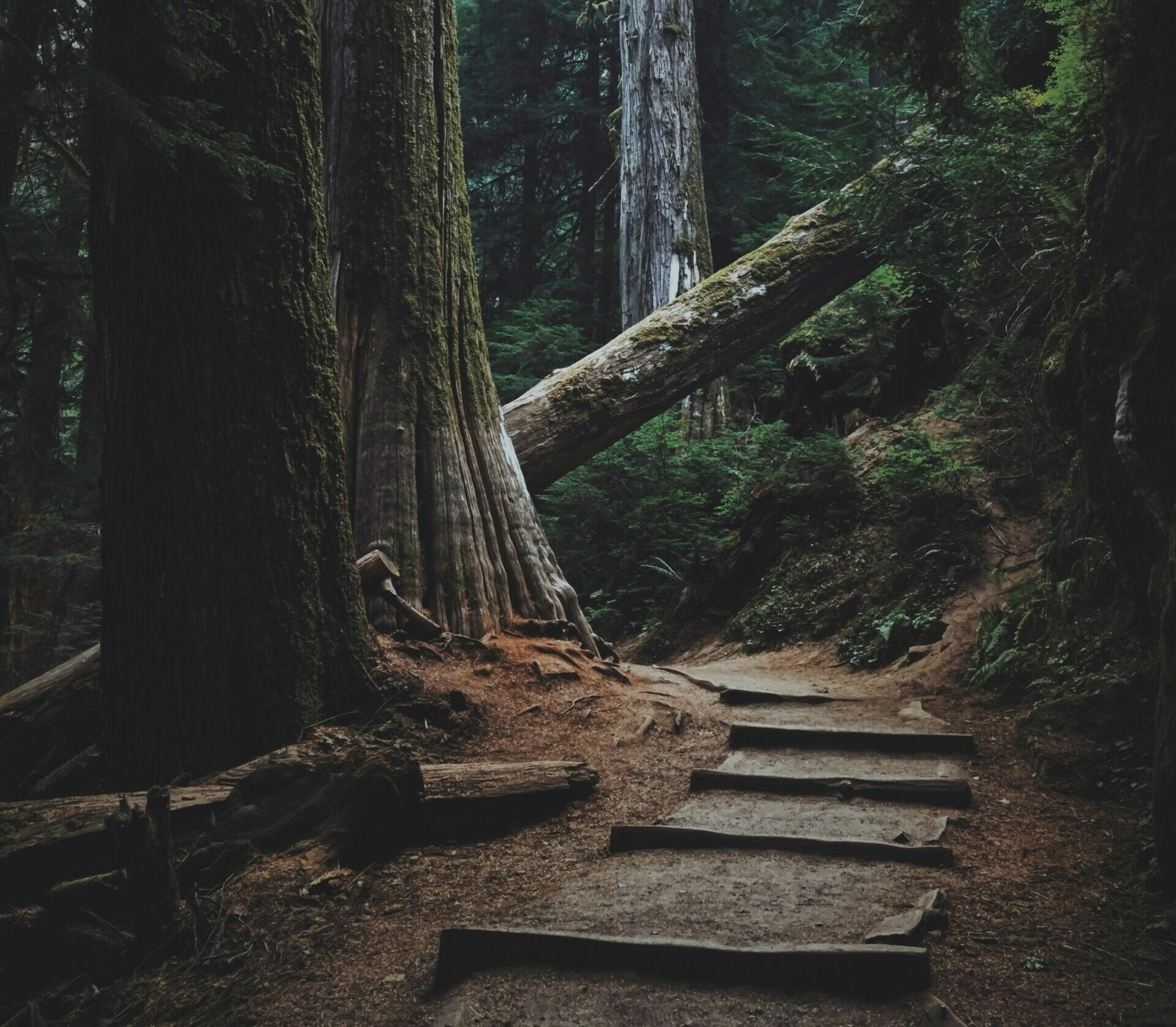 Reflections on deep listening - earth.fm