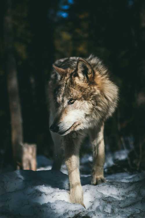 Rewilding success stories - earth.fm