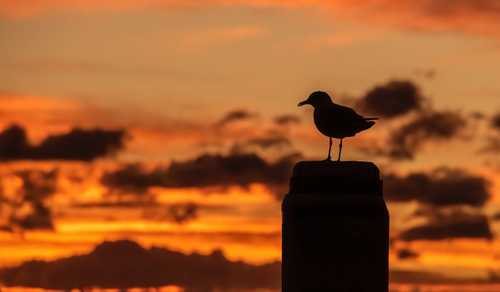 Everything you need to know about the dawn chorus - earth.fm