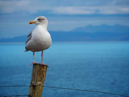 Seagulls: friend or foe? - earth.fm